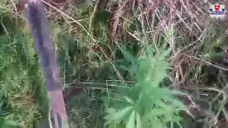 Nielegalna plantacja konopi indyjskich w powiecie tomaszowskim