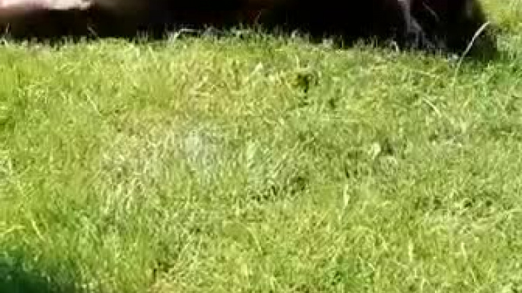 video-1565952928.mp4