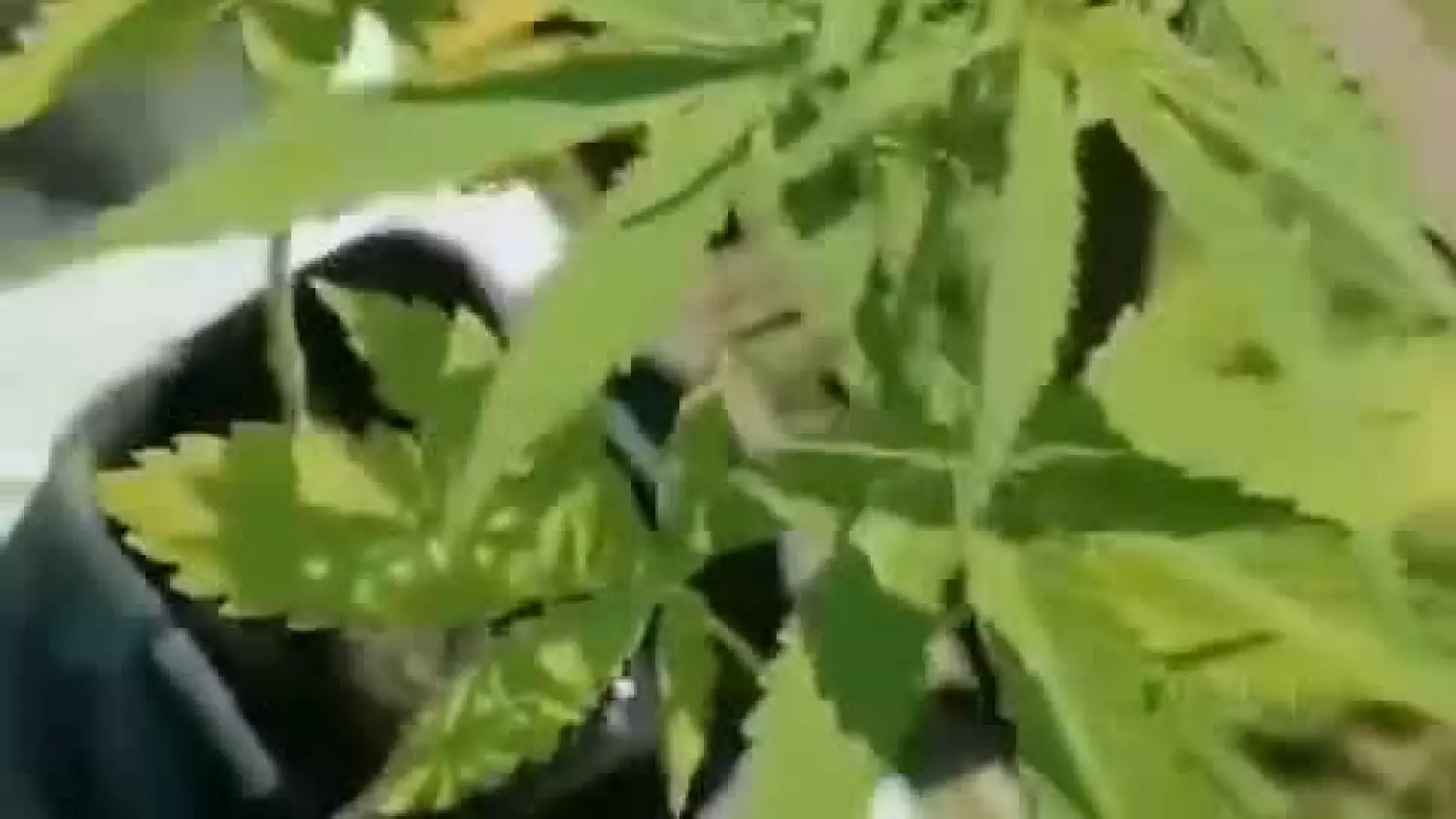 Gmina Susiec: 34-latek uprawiał konopie... przez pomyłkę