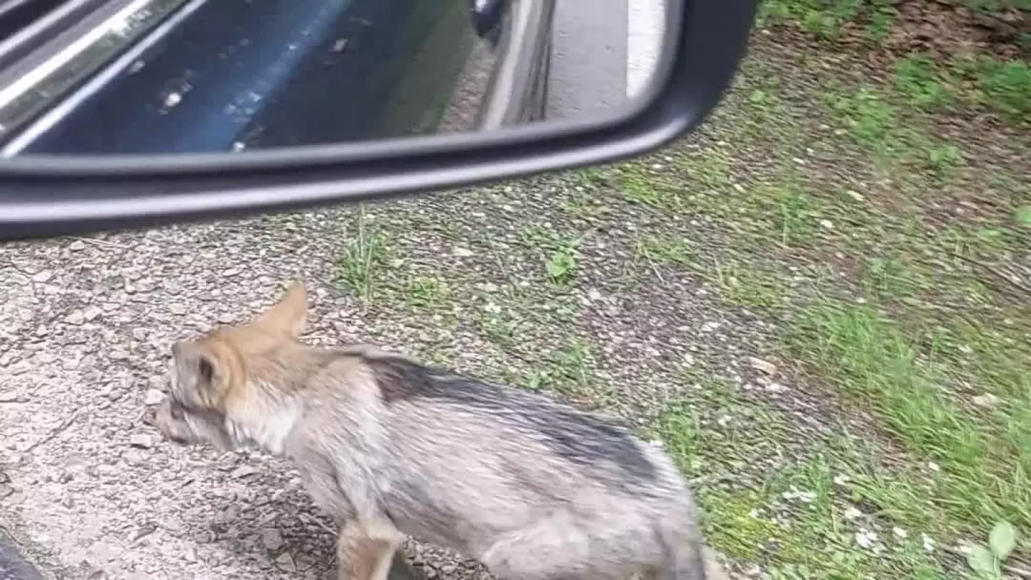 Młody wilk uratowany pod Zwierzyńcem